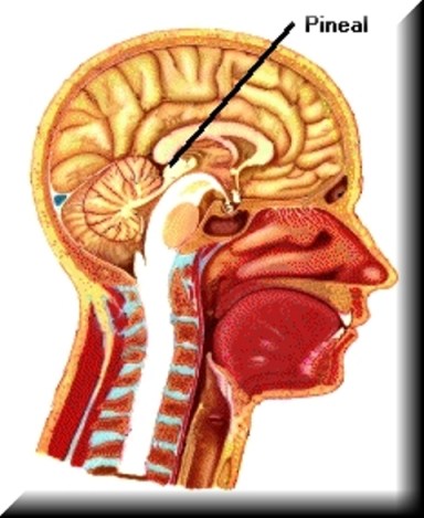 La glándula pineal, que estaba muy desarrollada en el hombre primitivo, tenía un papel capital.