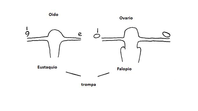Trompas de Eustaquio y Falopio